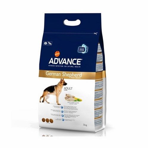 Advance German Shepherd (Pastor Alemão)